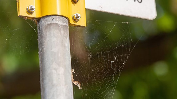 Spinnenetz in der Stadt sammelt mehr als Insekten