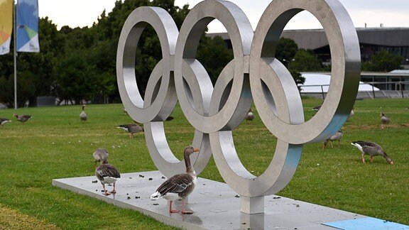 Olympische Ringe stehen im Olympiapark in Muenchen-davor tummeln sich Wildgaense