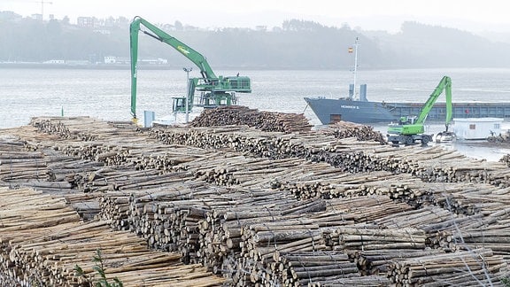 Stämme von Blauen Eukalyptus-Bäumen werden im Hafen von Ribadeo Galicien verladen