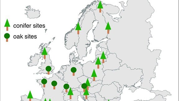 Karte mit Standorten der GFZ-Baumringanalyse