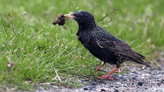 Star frisst Nacktschnecke