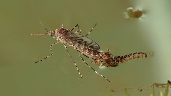 Stechmücke Moskito (Culicidae) schlüpft an Wasseroberfläche in Bayern aus ihrer Puppenhülle
