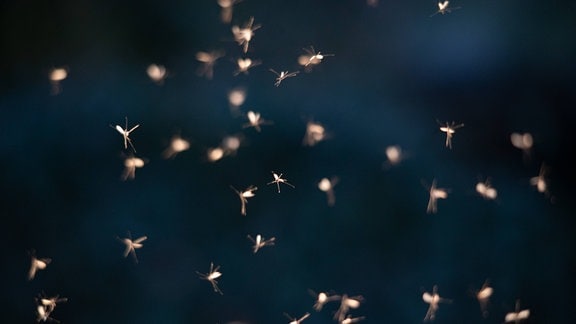 Stechmücken fliegen.