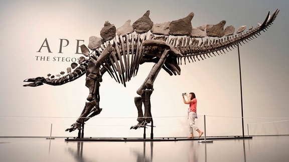 Apex Der 150 Millionen Jahre alte Stegosaurus, das vollständigste und am besten erhaltene Exemplar seiner Größe, das jemals entdeckt wurde, wird für eine Medienvorschau bei Sotheby's in New York City ausgestellt