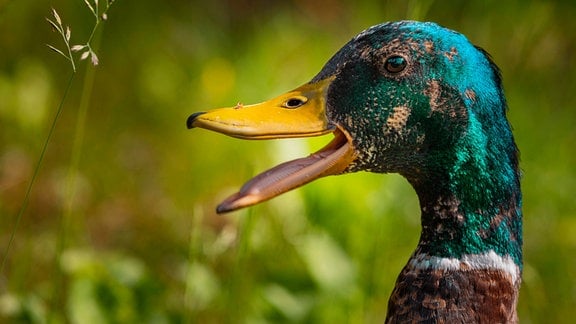 Stockente (Anas platyrhynchos)