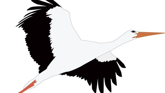 Illustration - Storch