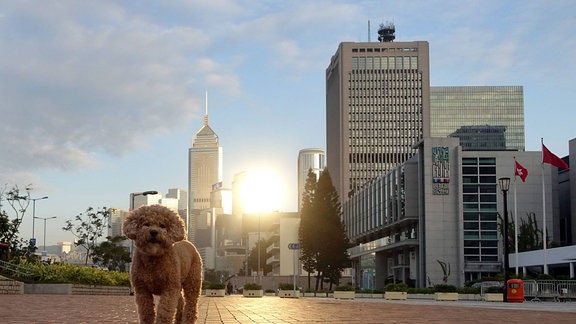 Ein Hund steht auf einem freien Platz in einer Stadt, im Hintergrund Hochhäuser in denen sich das Licht der untergehenden Sonne spiegelt.