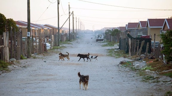Hunde auf einer verschmutzen Strasse.