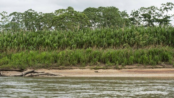 Sukzessionswald am Tambopata Flussufer im Naturschutzgebiet Madre de Dios Peru 