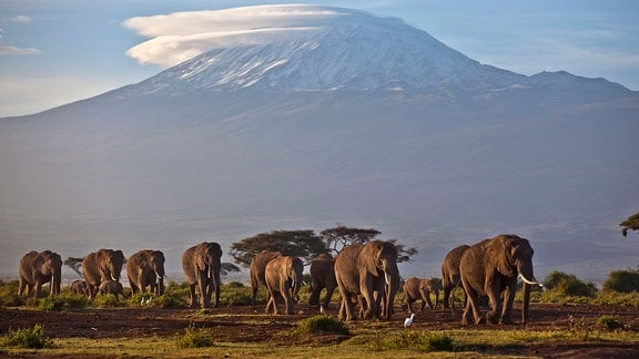 Eine Elefantenherde streift bei Sonnenaufgang im Amboseli-Nationalpark über eine ebene. Im Hintergrund ragt der Kilimandscharo, Afrikas höchster Berg, auf.