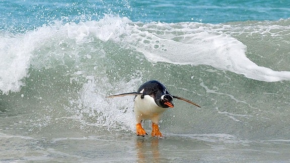 Surfender Pinguin