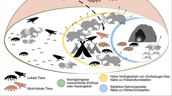Herausbildung einer synanthropischen Nische für Raben und andere Tiere in unmittelbarer Nachbarschaft zu Eiszeit-Menschen vor 30.000 Jahren