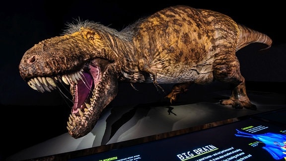 Modell eines Tyrannosaurus rex mit Federkleid 