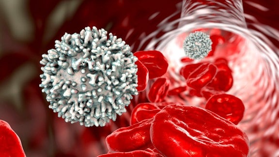 Illustration Weißes Blutkörperchen mit roten Blutkörperchen