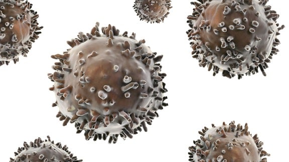 T-Zellen Immunzellen 