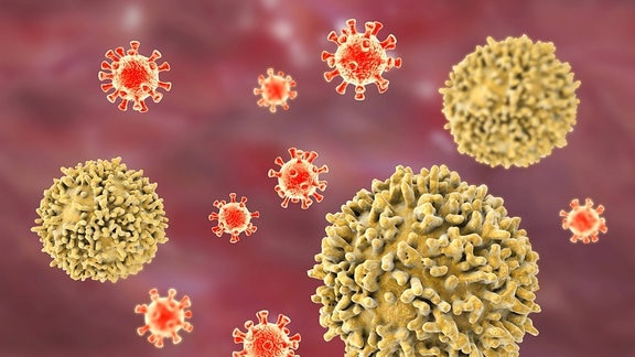 Illustration T-Zellen und Viren