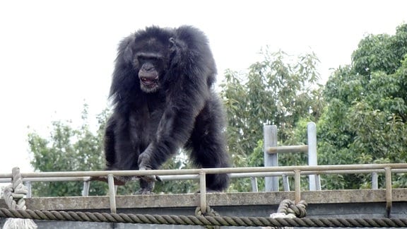 Ein männlicher Schimpanse zeigt sich rhythmisch im Gehege des Primatenforschungsinstituts der Universität Kyoto.