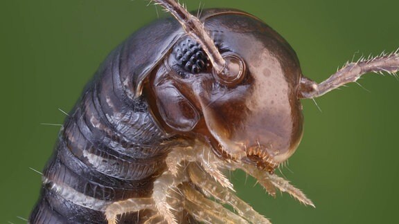 Nahaufnahme eines sich aufrichtenden Tausendfüßers (Tachypodoiulus niger) 