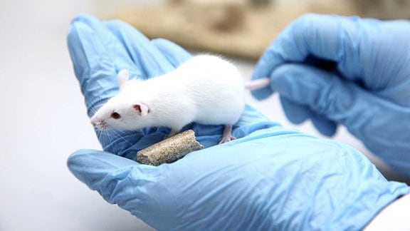 Eine Maus sitzt auf einer Hand in einem medizinischen Handschuh.
