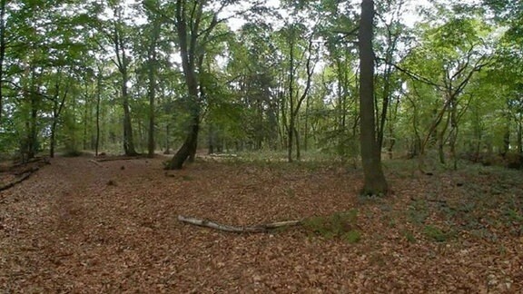 Wald mit Laubbäumen und trockenem Laub auf dem Boden