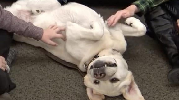 Der Therapiehund Enzo wird während einer Studie von Studenten der Washington State University gestreichelt