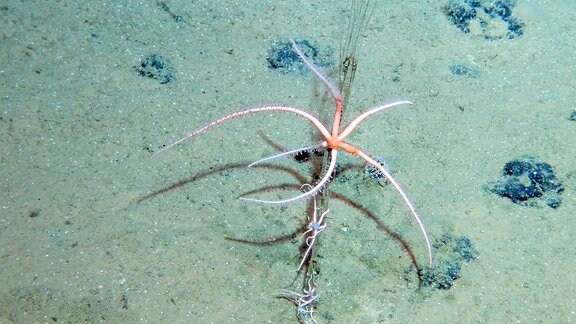 Ein roter, langarmiger "Seestern"-artiges Lebewesen wächst auf einer Knolle