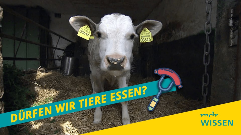 Dürfen wir Tiere essen? | MDR.DE