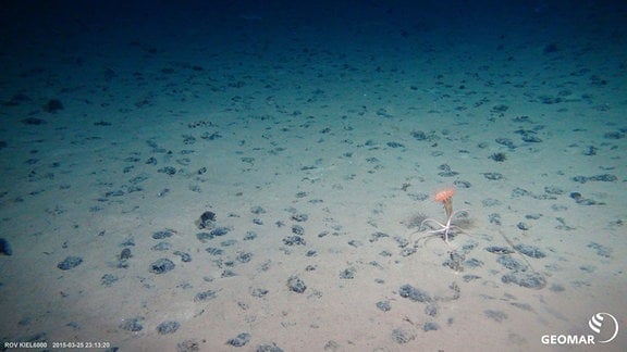 Manganknollenhabitat auf dem Meeresboden der Clarion-Clipperton Bruchzone mit einer Seeanemone und einem Schlangenstern.