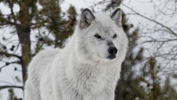 Ein Timberwolf steht auf einer mit Schnee bedeckten Anhöhe.