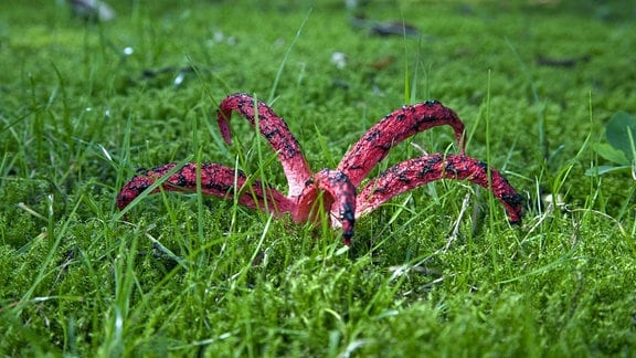 Tintenfischpilz (anthurus archeri, clathrus archeri) auf einer Wiese.