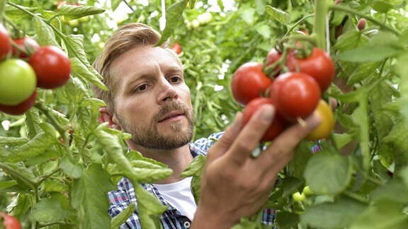 Ein Mann zwischen Tomatenpflanzen