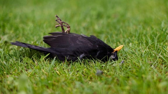 Eine tote Amsel auf einer Wiese