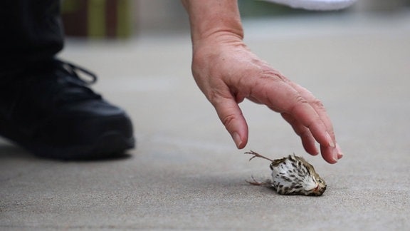Eine Hand greift nach einem toten Vogel am Boden.