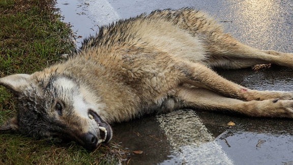 Zwischen Eichow und Vetschau (Oberspreewald-Lausitz) ist am Donnerstagmorgen ein Auto mit einem Wolf kollidiert