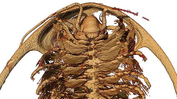 Mikrotomographische Rekonstruktion des Kopfes und der vorderen Rumpfgliedmaßen des Trilobiten Protolenus Hupeolenus