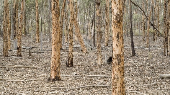 Eukalyptusbäume (Eucalyptus astringens),