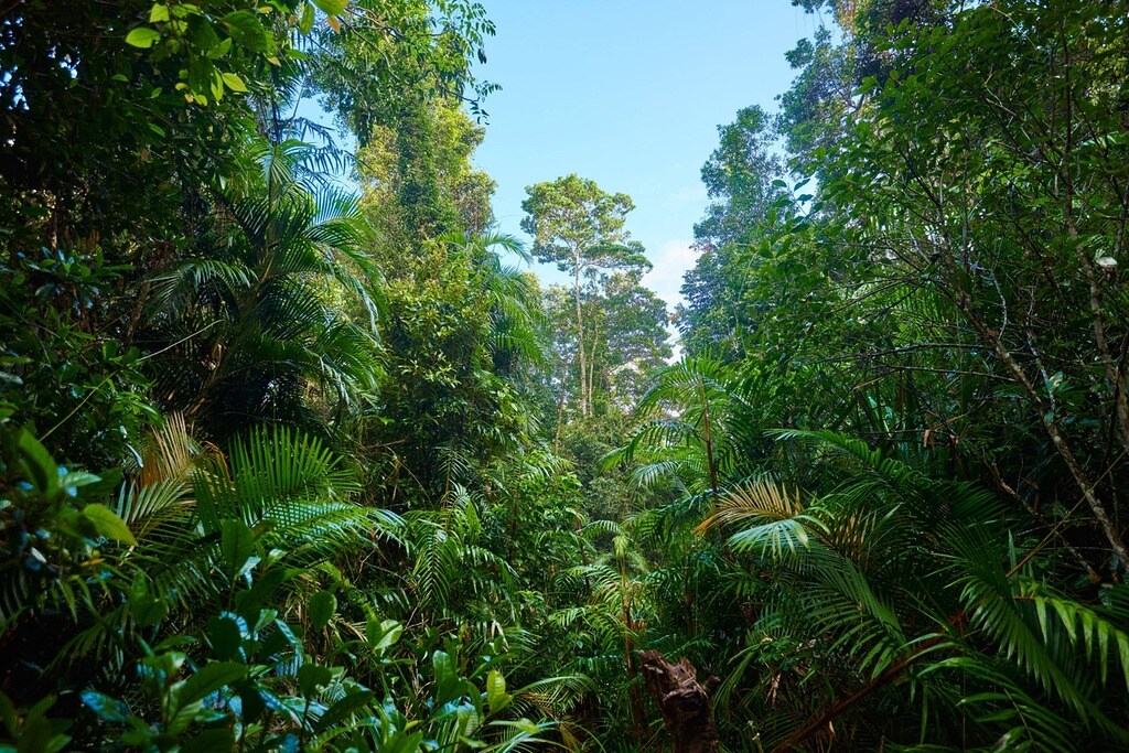 Tropischer Regenwald Mdr De