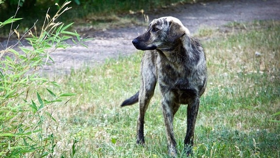 Hund in Tschernobylregion