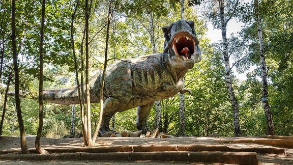 Ein Tyrannosaurus Rex