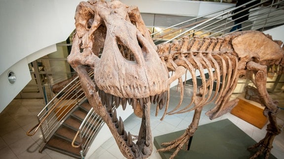 Die Replik eines Skeletts eines Tyrannosaurus-Rex steht in einem Foyer.