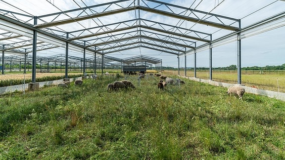 Artenreiche, extensiv bewirtschaftete Schafweide in der GCEF, dem Klima- und Landnutzungs-Experiment des UFZ