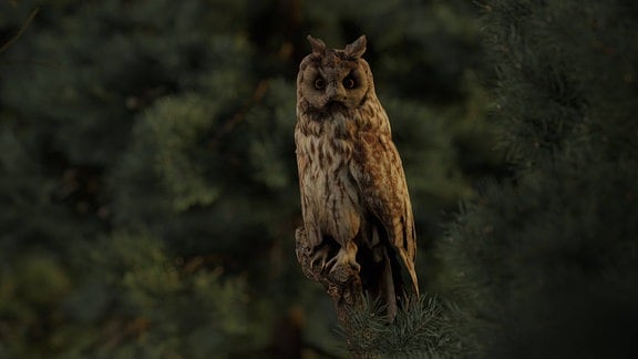 Waldohreule, die im Abendlicht in den Ästen eines Nadelwaldbaumes sitzt