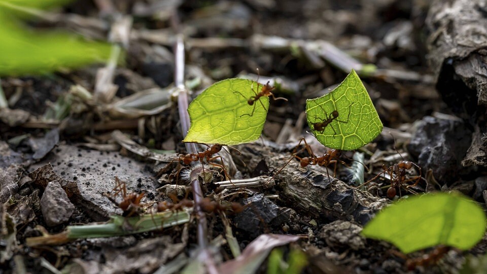 Ameisen betreiben Landwirtschaft schon seit 66 Millionen Jahren MDR.DE