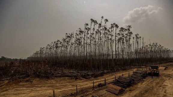 Durch Brand zerstörte Eukalyptus-Plantage