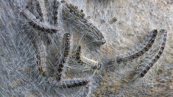 Nest von Eichenprozessionsspinner, Thaumetopoea processionea, am Baumstamm.