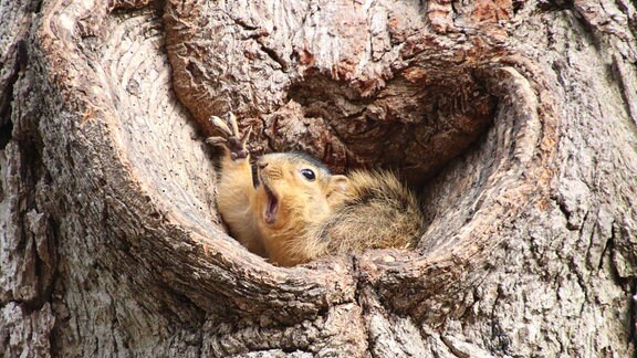 Ein Eichhörnchen sitz in einem Baum und gähnt.