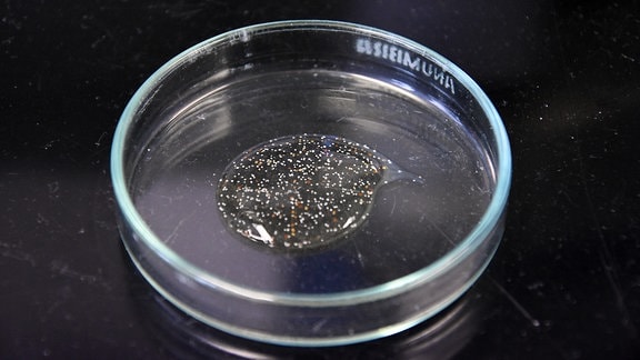Mikroplstik in einem Peeling in einer Petrischale