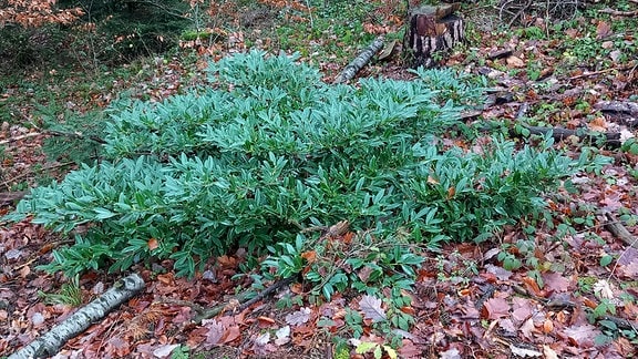 Kirschlorbeer wächst in Waldgebiet in Nordrhein-Westfalen