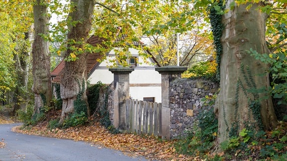 Platanen an einer historischen Mauer