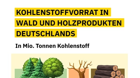 Die Grafik zeigt, wie viel Kohlenstoff im Wald gespeichert ist. 